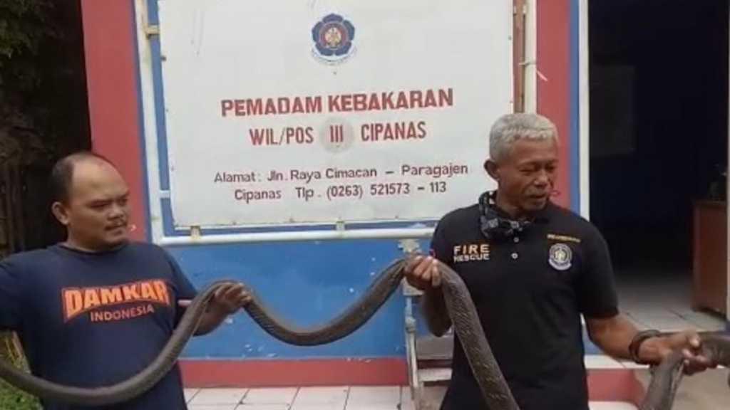 Ngeri! King Kobra Sepanjang 3,5 Meter di Atap Rumah Warga Bikin Geger Cianjur
