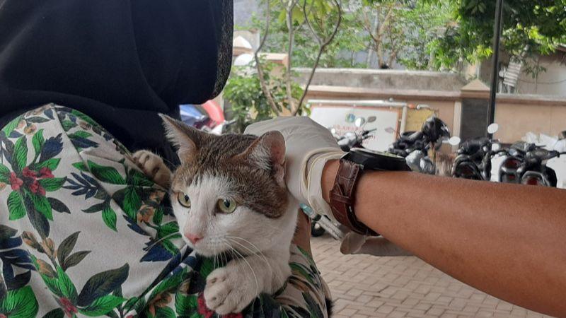 Ratusan Kucing dan Anjing Peliharaan di Jakarta Divaksinasi