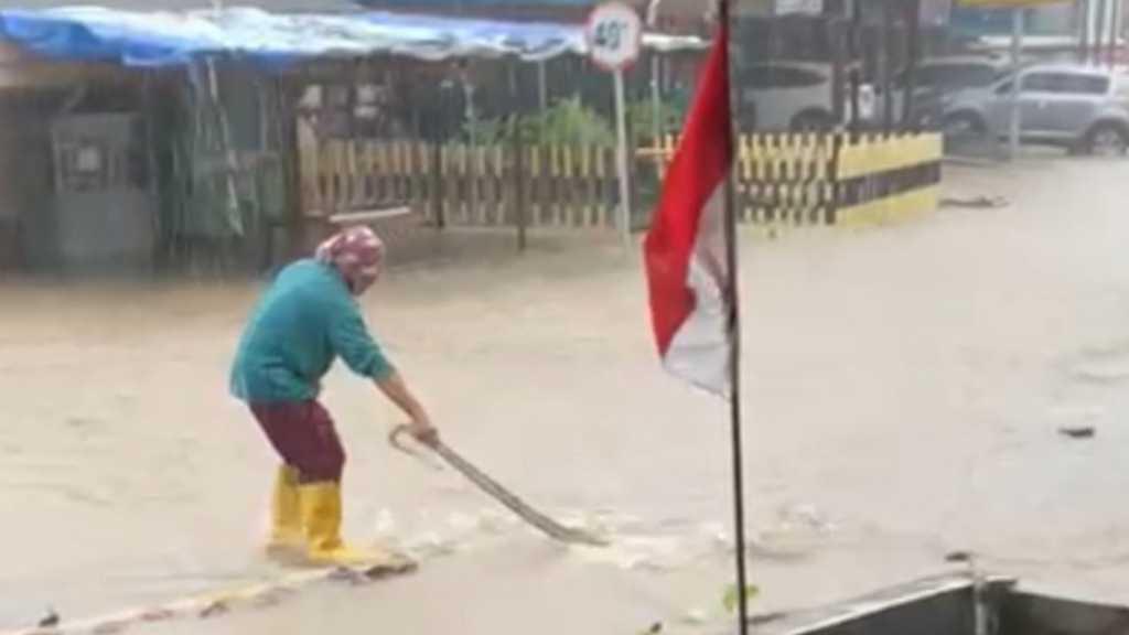 Ngeri, Ular Sanca 2 Meter Berkeliaran di Tengah Banjir di Tanjungpinang