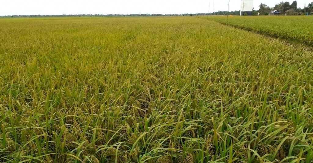 Gubernur Kalteng: Keberlanjutan Food Estate Memperkuat Pangan Indonesia