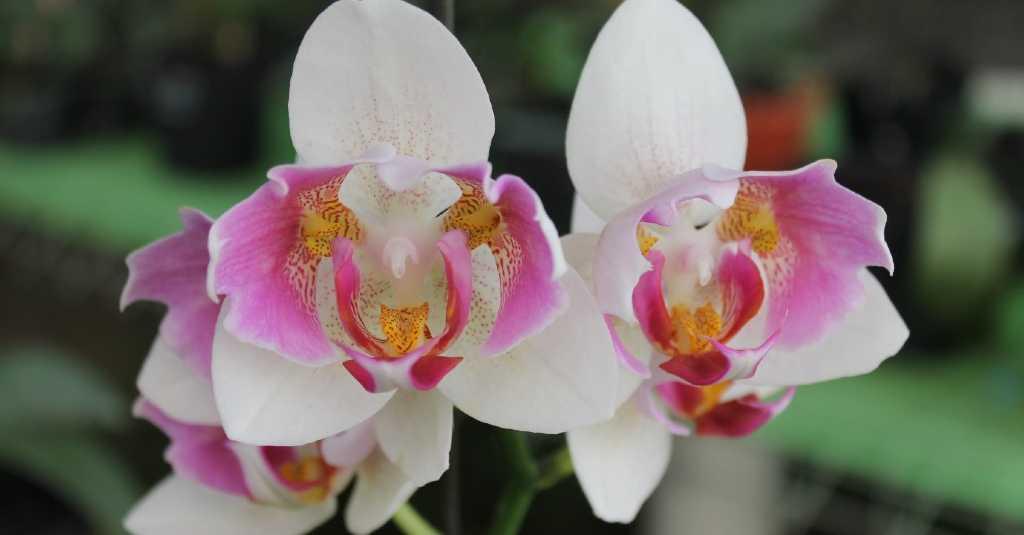 Pelorik pada Pemuliaan Anggrek Phalaenopsis di BALITHI