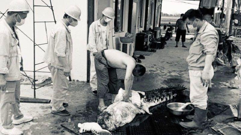 TKA China Berulah dengan Kuliti dan Santap Buaya di Sulawesi, Dapatkah Dipenjarakan?