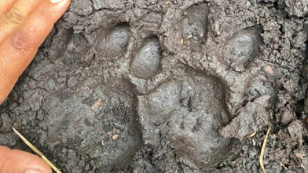 Ngeri... Remaja di Riau Diduga Dimangsa Harimau, Polisi Temukan Bagian Kepala dan Jejak Kaki