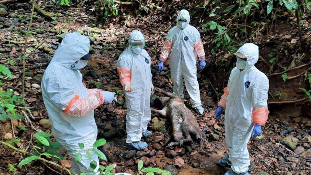 Waduh! Belasan Babi Hutan di TN Kerinci Ditemukan Mati, Penyebabnya Adalah...