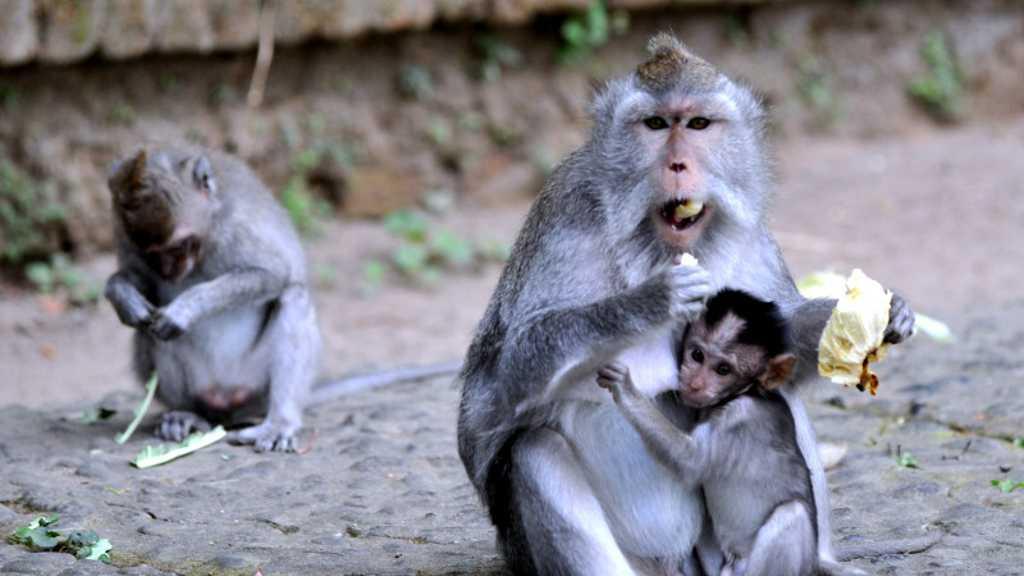 Ngeri! Jumlah Turis Hutan Sangeh Turun, Monyet yang Kelaparan Serbu Rumah Warga di Bali