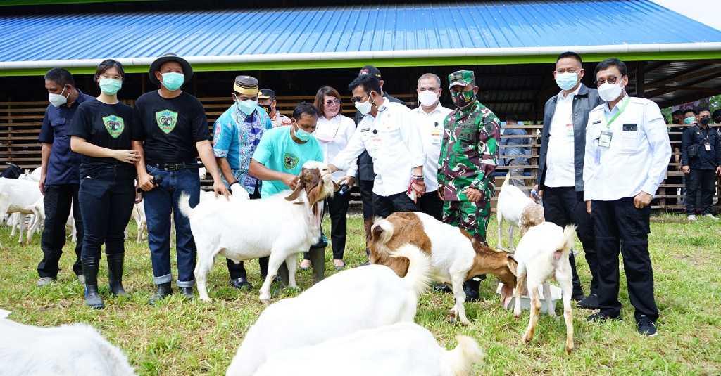 Mentan Syahrul Tinjau Panen Kambing Cempe di Kaltara