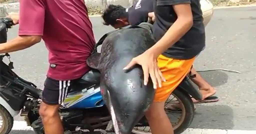Viral Video Pria Bonceng Ikan Paus Kepala Melon, BPSPL Beri Tanggapan