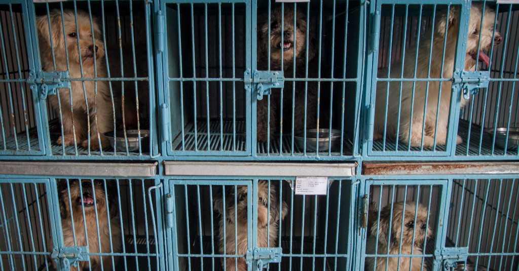 Sudah 6 Tahun Oknum Pedagang Menjual Daging Anjing di Pasar Senen