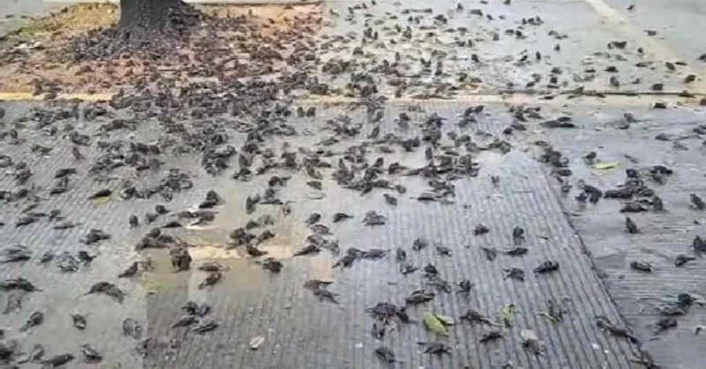 Ratusan Burung Pipit Mati Massal Juga Terjadi di Balai Kota Cirebon, Penyebabnya Masih Belum Diketahui