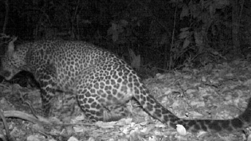 Bikin Merinding! Macan Tutul Jawa Terekam Kamera Tak Jauh dari Jakarta