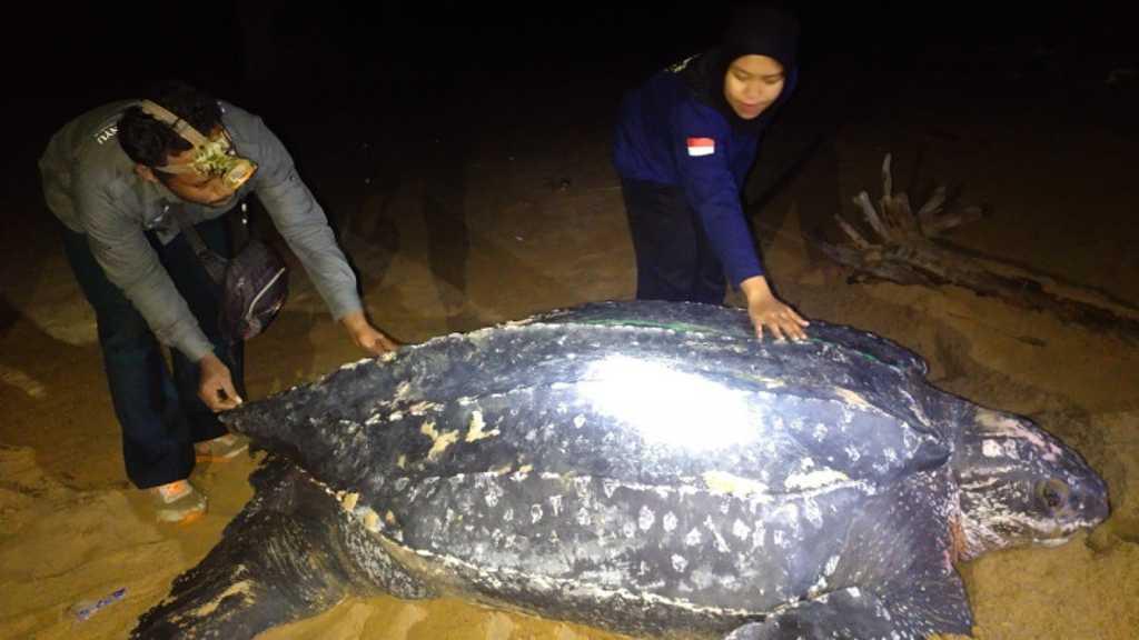 Bikin Melongo, Ini Penampakan Penyu Terbesar di Dunia yang Muncul di Pantai Paloh Kalbar