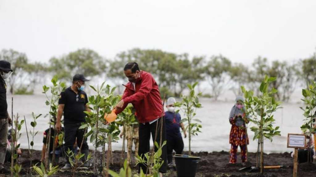 Kala Jokowi Tanam Mangrove di Pulau Terdepan Indonesia, Disambut Riuh Ratusan Warga