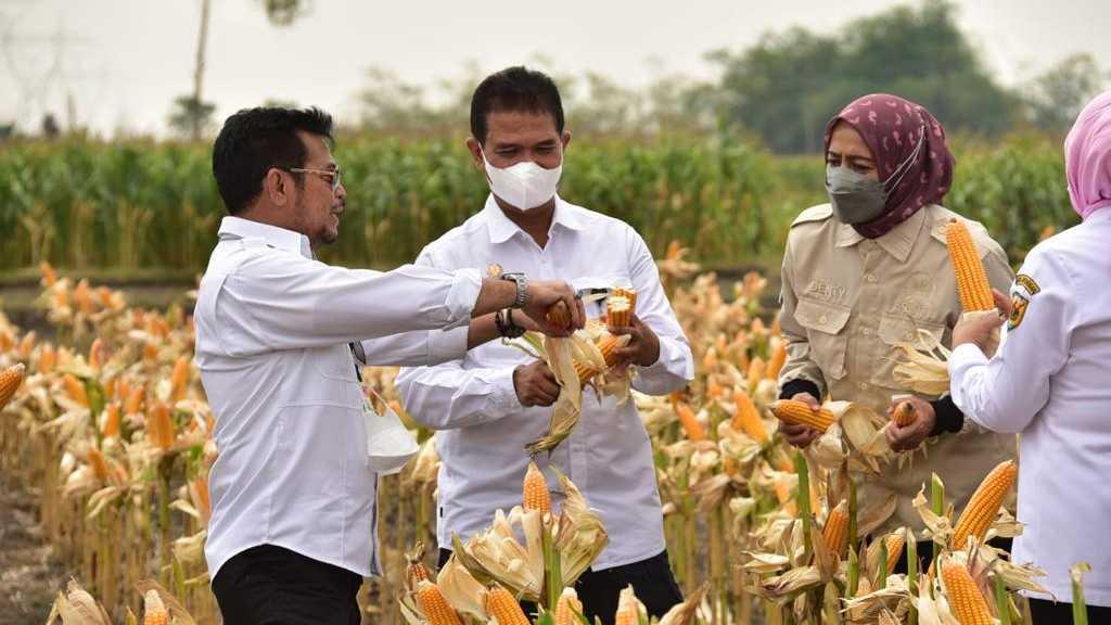Panen Jagung Nusantara, Bukti Pasokan Jagung Melimpah