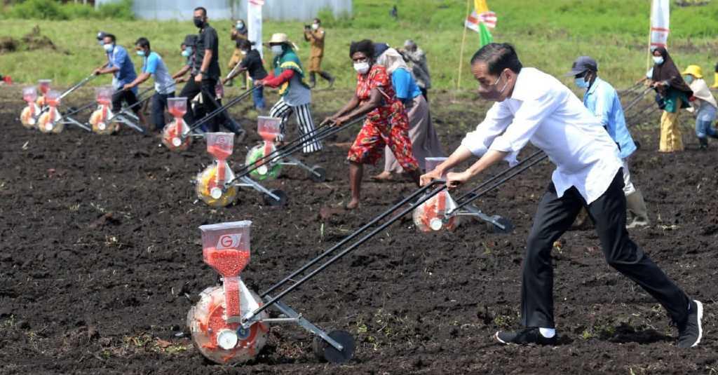 Tanam Jagung Di Sorong, Presiden Ajak Petani Milenial Menjadi Motor Penggerak Pertanian