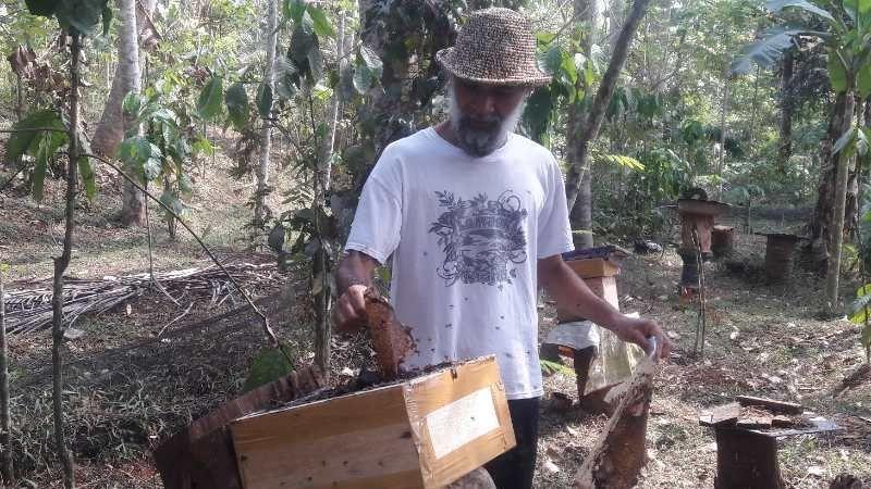 Permintaan Madu Klanceng Meningkat Selama Pandemi