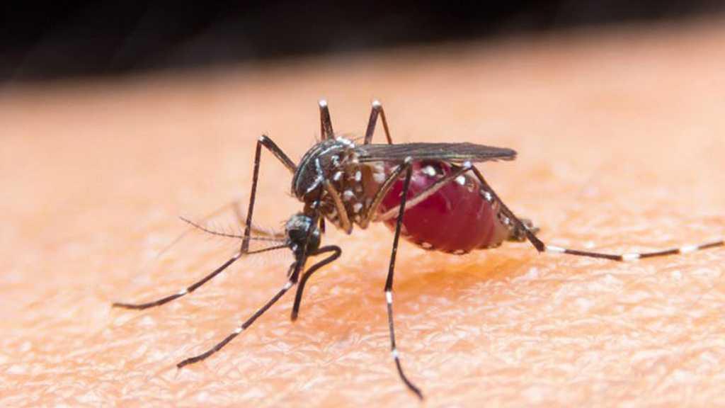 Setelah Puluhan Tahun Hilang, Kasus Malaria Kembali Muncul di AS