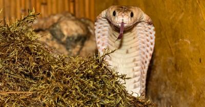 Miris, Pendiri Yayasan Sioux Ular Tewas Digigit King Cobra