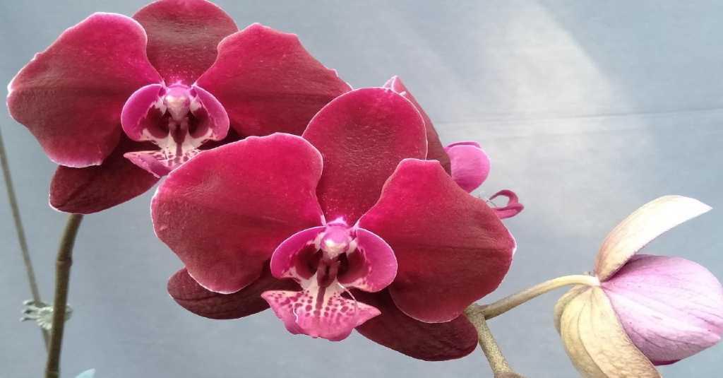 Tips Anti Gagal Tanam Anggrek Phalaenopsis