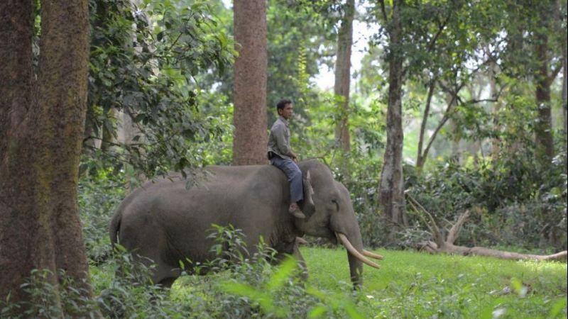 Tim BBKSDA Riau Menggiring Gajah Liar yang Memasuki Desa ke Habitatnya