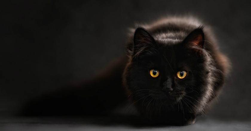 Kucing Ini Bawa Pulang Kantong Plastik Mengerikan, Polisi Sampai Turun Tangan