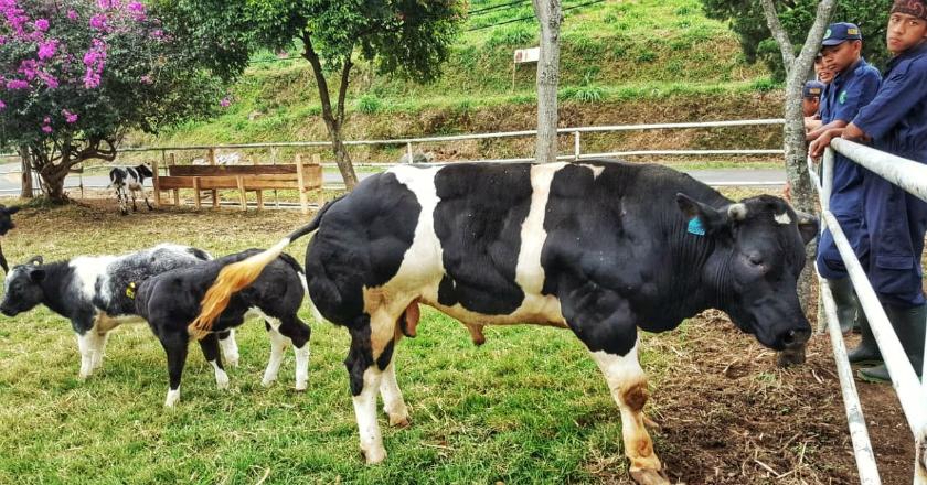 Mantap! Begini Cara Kembangkan Sapi 'Raksasa' Belgian Blue di Indonesia