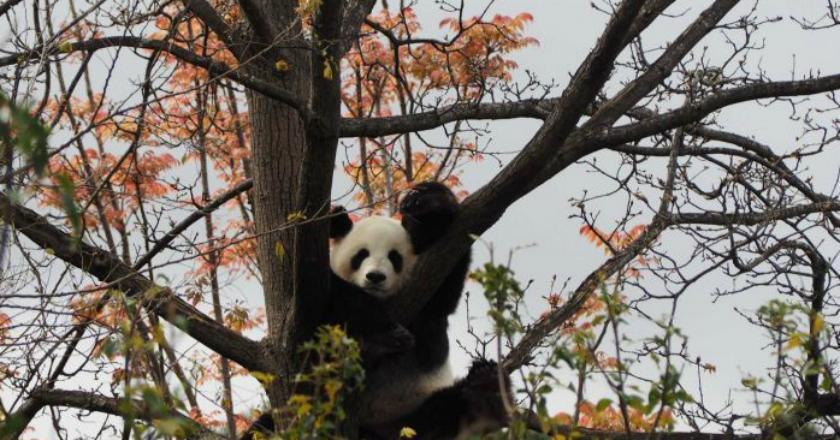 Wow... Tak Kunjung Kawin, Sepasang Panda Ini Disuguhi Video Porno