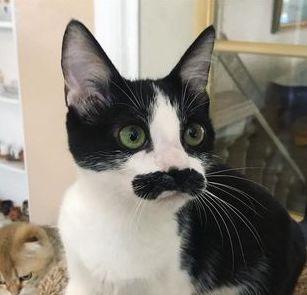 Gemas! Foto Kucing Lucu berkumis Mirip 'Freddie Mercury'