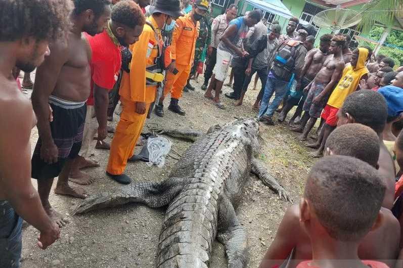 Ngeri, Nelayan Kepiting di Papua Dimakan Buaya 7 Meter