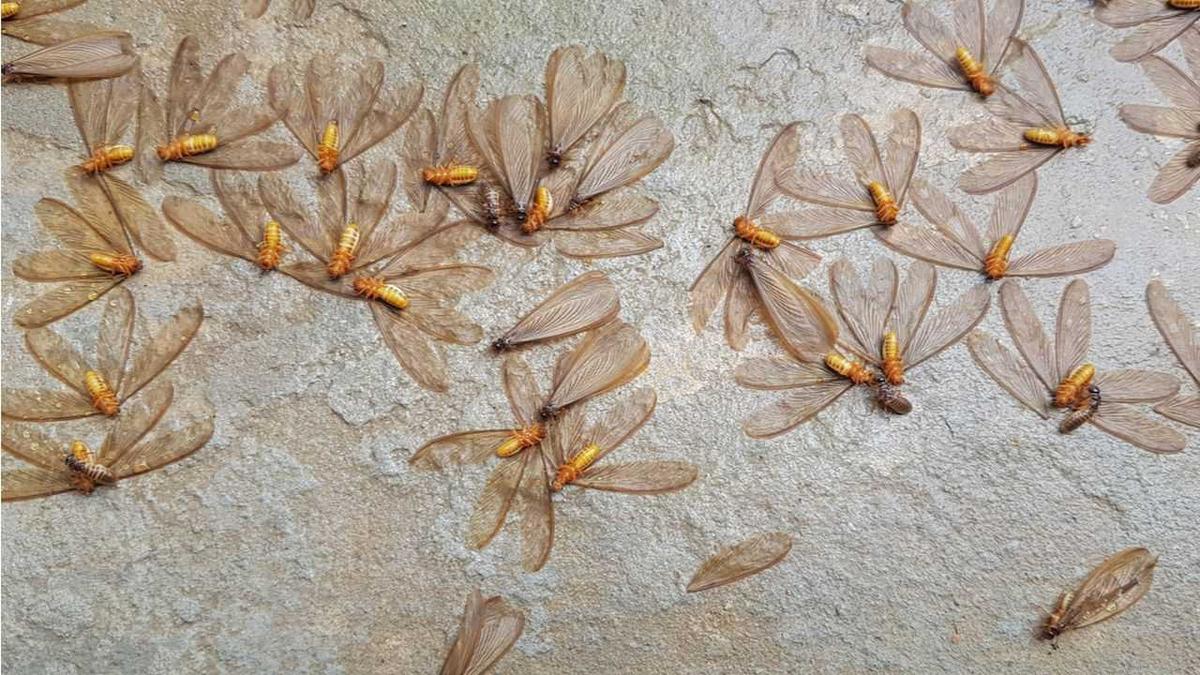 Ini Alasan Mengapa Laron Sering Muncul saat Hujan