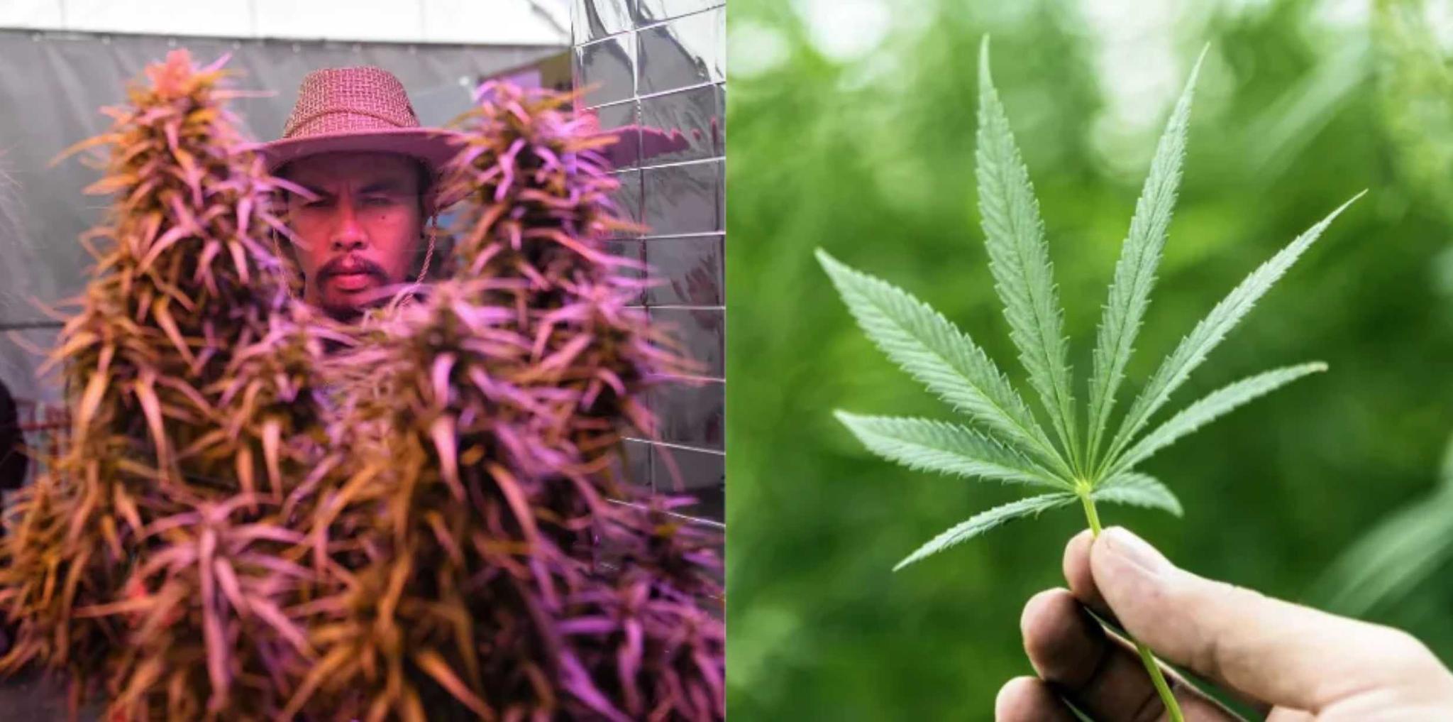 4 Warga Thailand Overdosis Ganja, 1 Orang Tewas