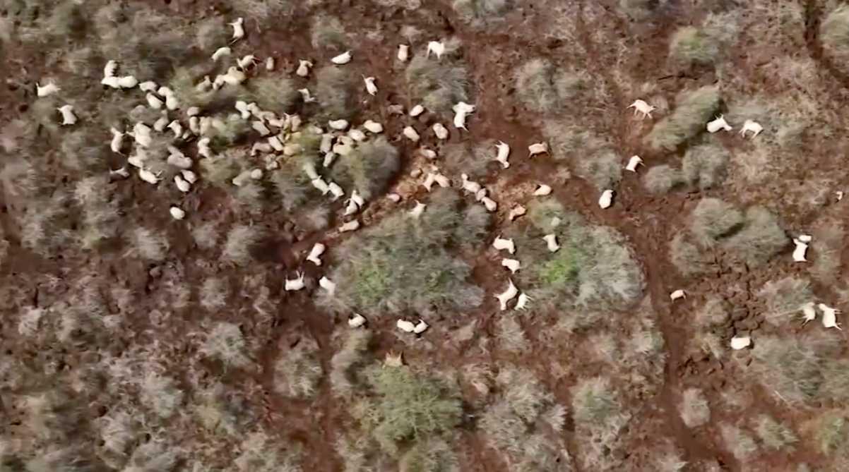 20.000 Ternak Mati Diterjang Banjir dan Suhu Dingin di Kenya