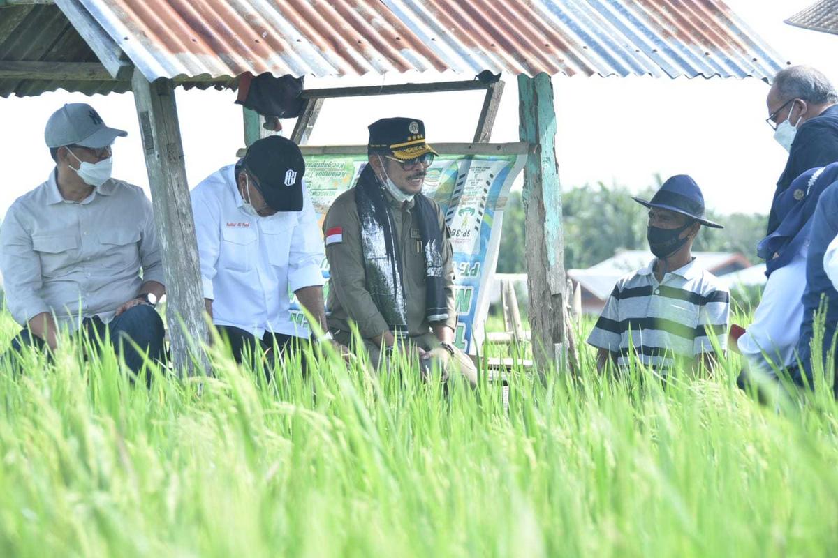 Kunjungi Bulukumba, Mentan SYL Dorong Budidaya Padi IP400