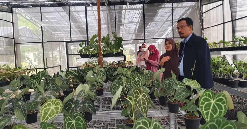 Geliat Ekspor Tanaman Hias Berdaun Indah dari Para Petani Milenial Bogor