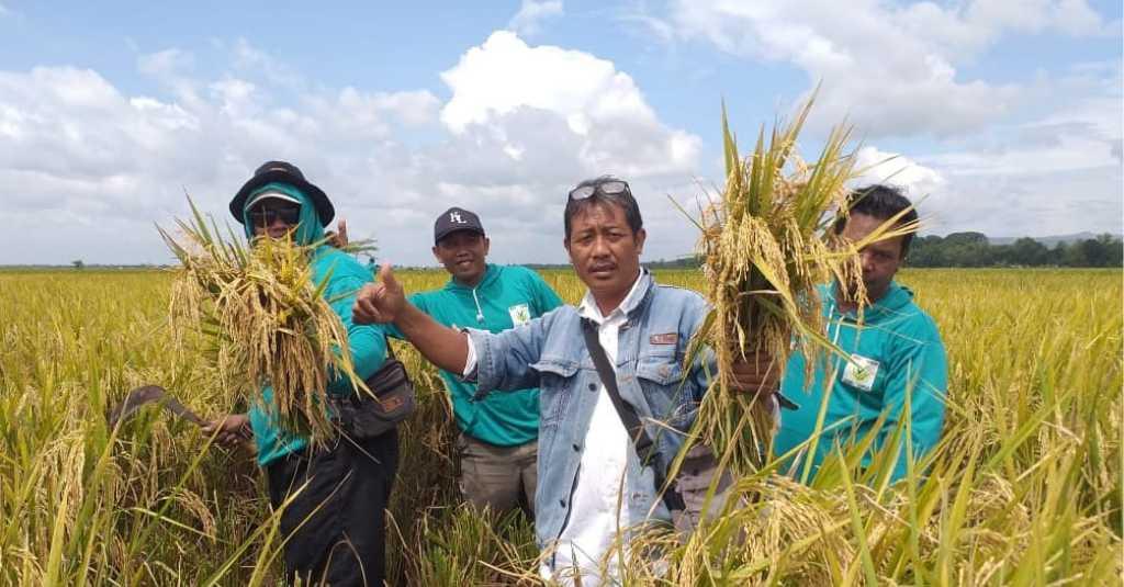 Gerak Cepat Kementan, Petani Bojonegoro Tetap Panen Meski Sempat Terkena Banjir