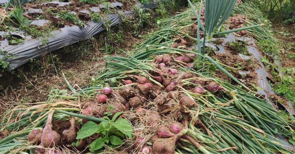 KPK Ambil Alih Kasus Dugaan Korupsi Benih Bawang Merah Kabupaten Malaka NTT, Kerugian Negara Rp5,2 M
