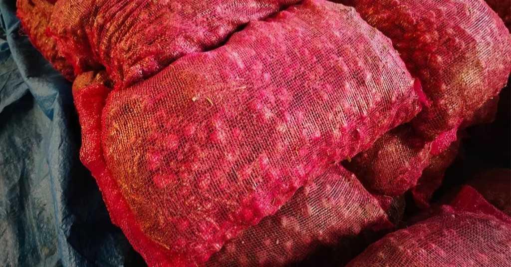 Bea Cukai Langsa Amankan Ratusan Karung Bawang Merah Ilegal di Kabupaten Aceh Tamiang