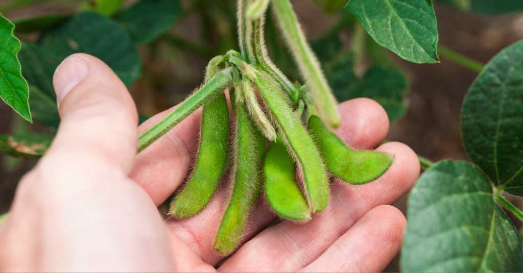 Upaya Kementan Dorong Petani Tanam Kedelai