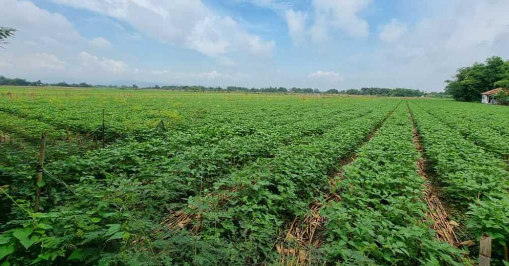 KTNA: Petani Kedelai Minta Pengendalian Impor dan Jaminan Harga Kedelai Lokal
