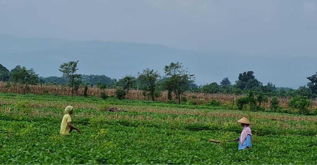 Para Penangkar Benih di Jawa Tengah dan Jawa Timur Optimis Bisa Penuhi Produksi Kedelai Lokal