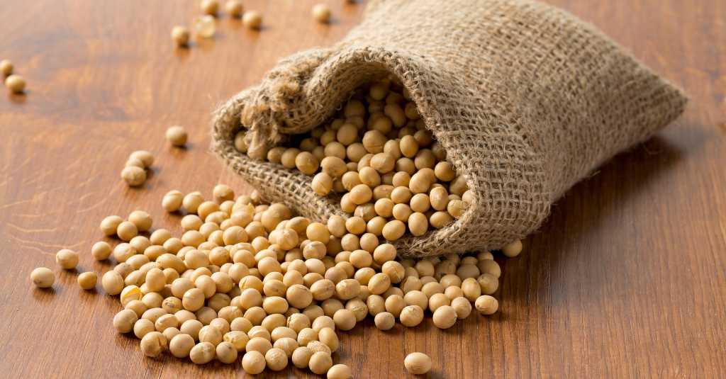 Petani Gaspol Tanam Kedelai Lokal Asal Ada Jaminan Harga dan Pasar