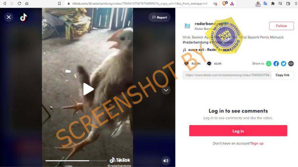 Geger! Seekor Ayam Punya Kelamin Besar Mirip Penis Manusia, Cek Faktanya