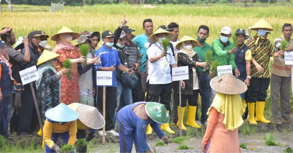 Kementan Canangkan Pertanaman Perdana IP400 di Kabupaten Bima