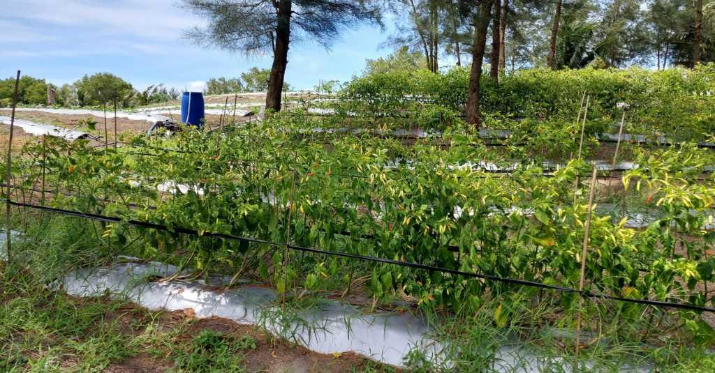 Stok Cabai di Kebumen dan Banjarnegara Jelang HBKN Aman