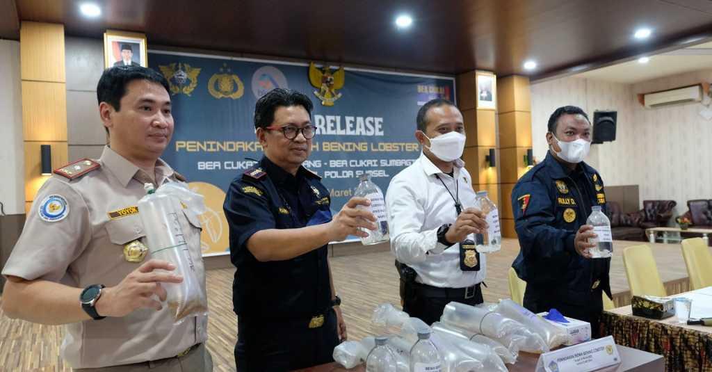 Sinergi Bea Cukai dan Kepolisian Gagalkan Penyelundupan Ratusan Ribu Benih Lobster Senilai Rp18,6 Miliar
