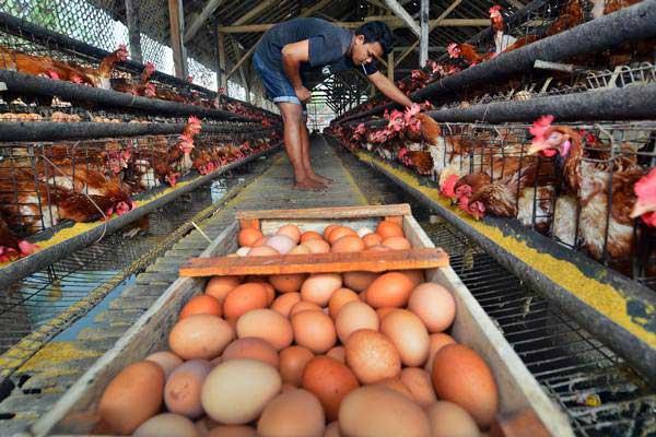 Ini Dia Cara Pemerintah Jaga Stabilitas Harga Daging dan Telur Ayam