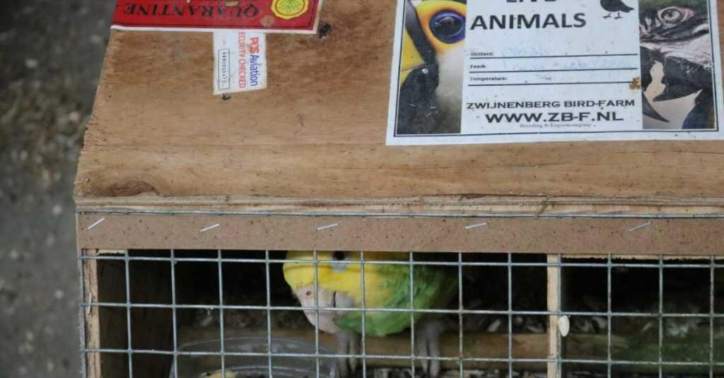 Bea Cukai Kualanamu Awasi Reekspor atas Importasi Satwa Burung dari Afrika Selatan dan Malaysia