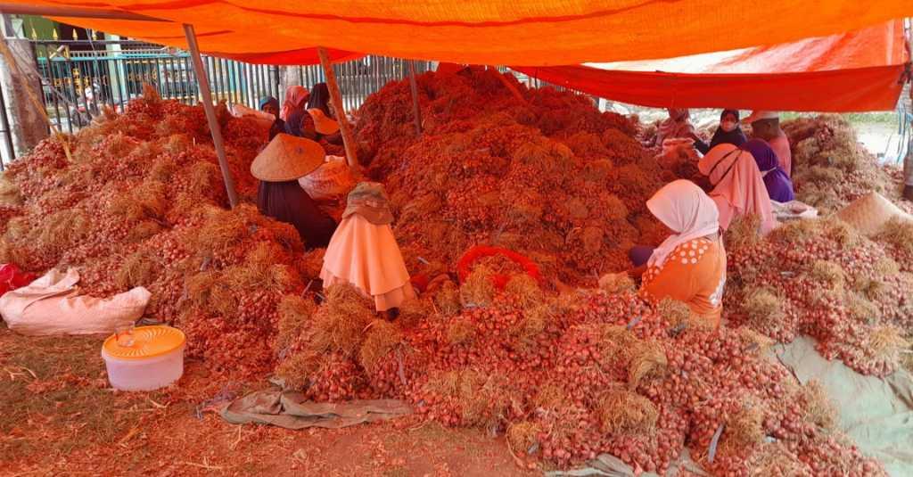 Produksi Melimpah, Bawang Merah Bima Siap Pasok Kebutuhan Bulan Ramadhan Hingga Idul Fitri 2022