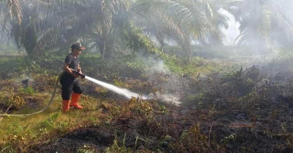Kebun Sawit Seluas 2,5 Hektare Terbakar di Agam, Sumatera Barat