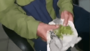 Koplak! Beli Ganja Dikasih Daun Seledri, Tukang Ojek malah Lapor Polisi