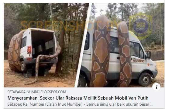 Menyeramkan! Seekor Ular Raksasa Lilit Mobil Van Putih, Cek Faktanya